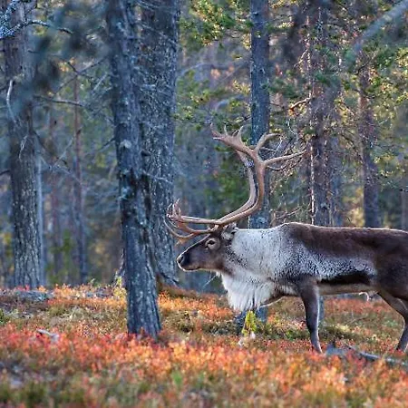 Armas 47 * Äkäslompolo